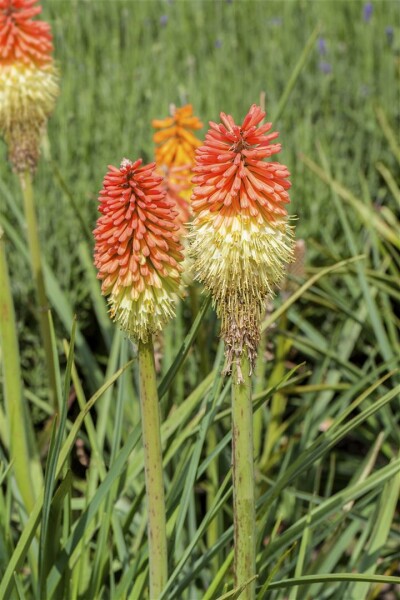 Kniphofia x praecox 9 cm Topf - Größe nach Saison