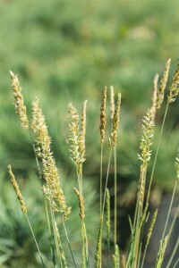 Koeleria glauca 9 cm Topf - Größe nach Saison