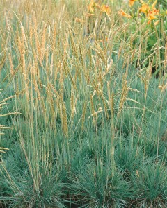 Koeleria glauca 9 cm Topf - Größe nach Saison