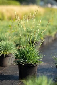 Koeleria glauca 9 cm Topf - Größe nach Saison