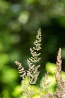 Koeleria glauca 9 cm Topf - Größe nach Saison