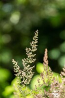 Koeleria glauca 9 cm Topf - Größe nach Saison