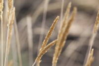 Koeleria glauca 9 cm Topf - Größe nach Saison