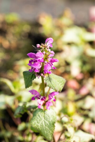 Lamium maculatum Beacon Silver 9 cm Topf - Größe nach Saison