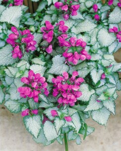 Lamium maculatum Beacon Silver 9 cm Topf - Größe nach Saison