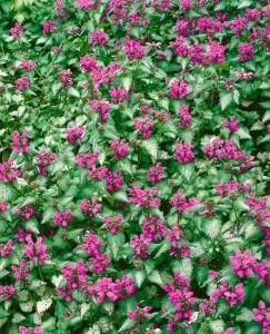 Lamium maculatum Beacon Silver 9 cm Topf - Größe nach Saison