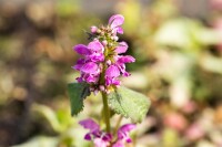 Lamium maculatum Beacon Silver 9 cm Topf - Größe nach Saison