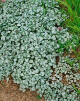 Lamium maculatum Beacon Silver 9 cm Topf - Größe nach Saison