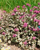 Lamium maculatum Beacon Silver 9 cm Topf - Größe nach Saison