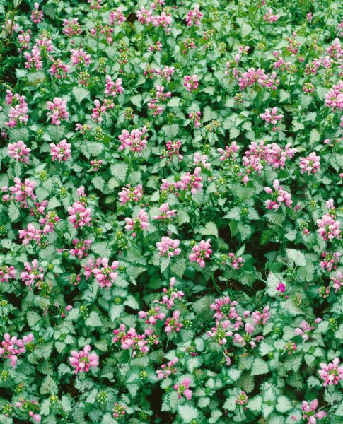 Lamium maculatum Pink Pewter 9 cm Topf - Größe nach Saison