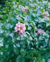 Lamium maculatum Pink Pewter 9 cm Topf - Größe nach Saison