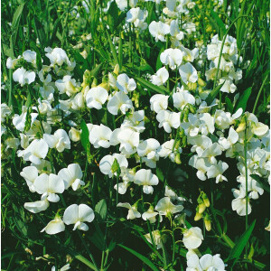 Lathyrus latifolius Weiße Perle 9 cm Topf -...