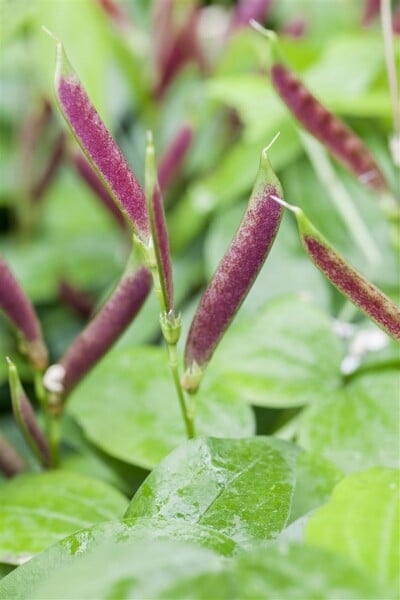 Lathyrus vernus 9 cm Topf - Größe nach Saison