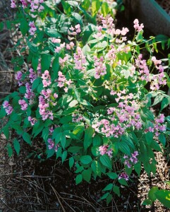 Lathyrus vernus 9 cm Topf - Größe nach Saison