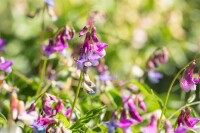 Lathyrus vernus 9 cm Topf - Größe nach Saison