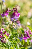 Lathyrus vernus 9 cm Topf - Größe nach Saison