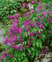 Lathyrus vernus 9 cm Topf - Größe nach Saison