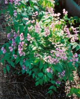 Lathyrus vernus C 3