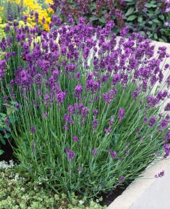 Lavandula angustifolia 0,5 - 1 L Topf