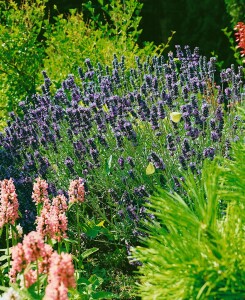 Lavandula angustifolia 0,5 - 1 L Topf