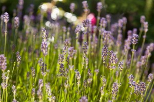 Lavandula angustifolia 0,5 - 1 L Topf