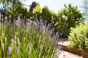 Lavandula angustifolia 0,5 - 1 L Topf