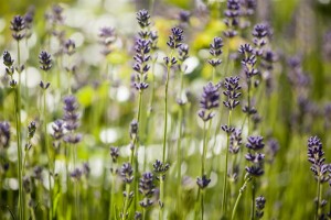 Lavandula angustifolia 0,5 - 1 L Topf