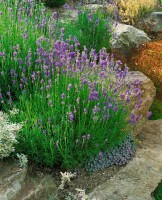 Lavandula angustifolia 0,5 - 1 L Topf