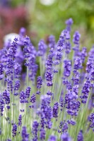 Lavandula angustifolia 0,5 - 1 L Topf