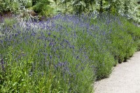 Lavandula angustifolia 0,5 - 1 L Topf