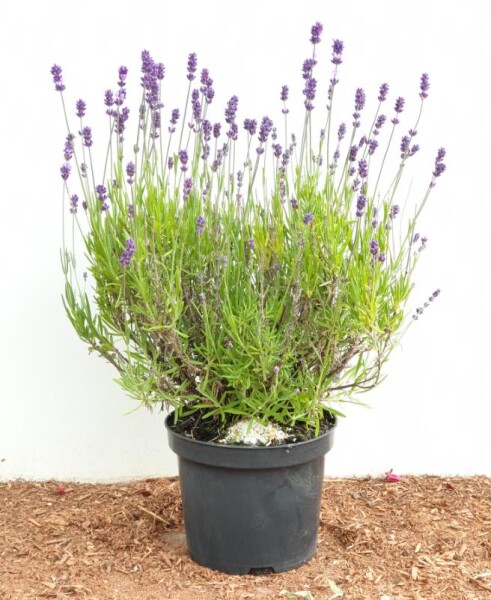 Lavandula angustifolia 2 Liter Topf