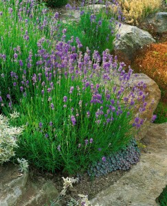 Lavandula angustifolia 2 Liter Topf