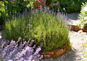 Lavandula angustifolia 2 Liter Topf