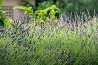 Lavandula angustifolia 2 Liter Topf