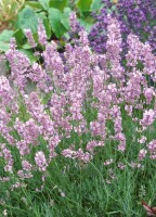 Lavandula angustifolia 2 Liter Topf