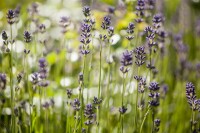 Lavandula angustifolia 2 Liter Topf