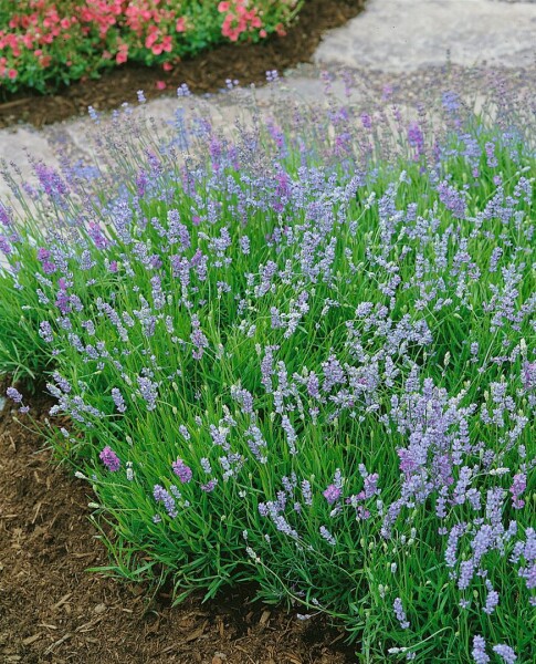 Lavandula angustifolia Blue Cushion  -R- 9 cm Topf - Größe nach Saison