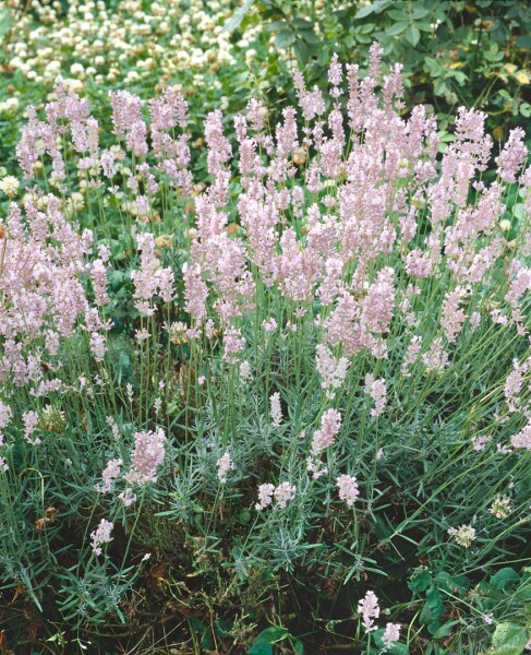 Lavandula angustifolia Hidcote Pink 9 cm Topf - Größe nach Saison