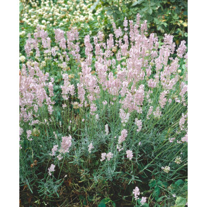 Lavandula angustifolia Hidcote Pink 9 cm Topf -...