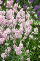 Lavandula angustifolia Hidcote Pink 9 cm Topf - Größe nach Saison