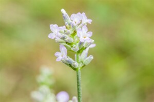 Lavandula angustifolia Hidcote White 9 cm Topf - Größe nach Saison