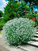 Lavandula angustifolia Hidcote White 9 cm Topf - Größe nach Saison