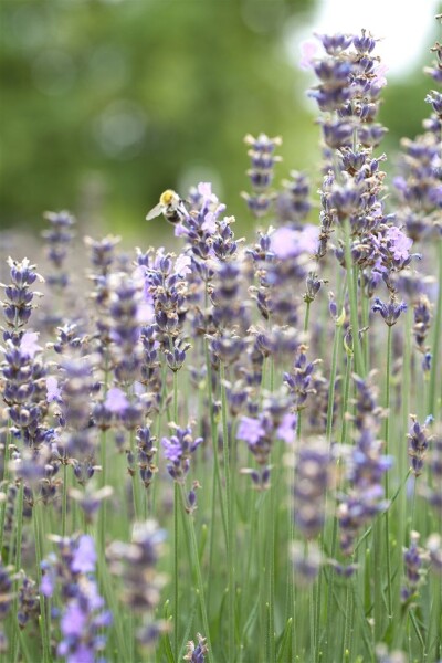 Lavandula angustifolia Munstead 9 cm Topf - Größe nach Saison