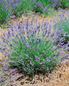 Lavandula angustifolia Munstead 9 cm Topf - Größe nach Saison