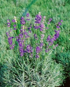 Lavandula angustifolia Munstead 9 cm Topf - Größe nach Saison