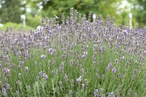 Lavandula angustifolia Munstead 9 cm Topf - Größe nach Saison