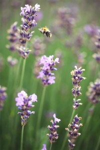 Lavandula angustifolia Munstead 9 cm Topf - Größe nach Saison