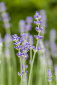 Lavandula angustifolia Munstead 9 cm Topf - Größe nach Saison