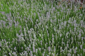 Lavandula angustifolia Munstead 9 cm Topf - Größe nach Saison