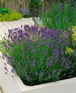 Lavandula angustifolia Munstead 9 cm Topf - Größe nach Saison